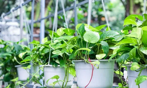 Ban công nhỏ vẫn "nở lộc", hóa “khu vườn trên cao” nếu chọn đúng cây: 5 loại cây vừa đẹp vừa dễ chăm, càng trồng càng thấy lời