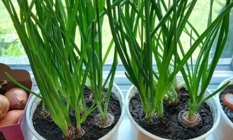 4 loại rau “dễ trồng như cỏ”, ít sâu bệnh, nhanh thu hoạch: Người mới cũng làm được