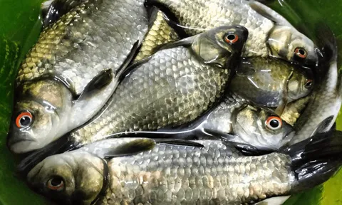 Quen mặt, giá rẻ nhưng "bổ như sâm": Người Việt ăn suốt nhưng ít ai biết 3 loại cá này tốt đến vậy