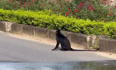 Nam thanh niên đang đi đường bất ngờ bị voọc tấn công