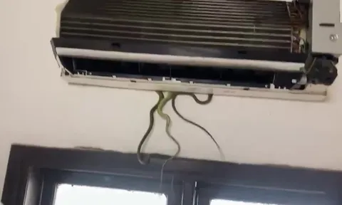 Kinh hoàng: Rắn cạp nia bò ra từ điều hòa, bé gái 7 tuổi bị cắn nguy kịch