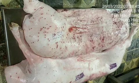 Thông tin mới nhất về việc xử lý cán bộ thú y đóng dấu sai vụ C.P. Việt Nam