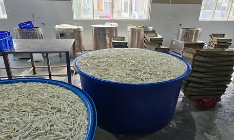 Phát hiện gần 7 tấn chân gà ngâm hóa chất tẩy trắng chuẩn bị đưa đi tiêu thụ