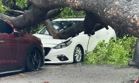 Liên tiếp sự cố cây đổ ở Hà Nội: Cây xà cừ cổ thụ bật gốc, đè nát 2 ô tô ở phố Trung Kính