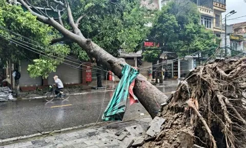 Thanh Hóa: Thương tâm Bí thư thôn tử vong do cây đổ trúng người khi đang về nhà sau ca trực chống bão số 10