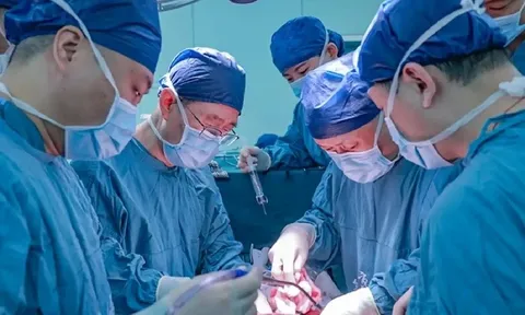 Bước ngoặt y học: Bệnh nhân Trung Quốc sống 171 ngày nhờ ghép gan lợn biến đổi gen