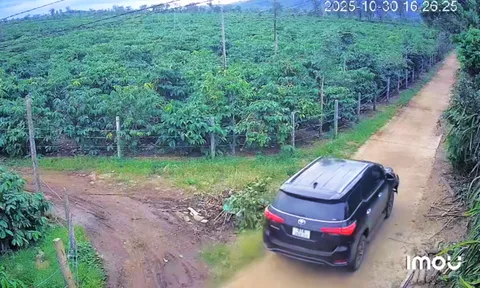 Vụ lái xe tông chết người rồi bỏ trốn vào rẫy cà phê: Kết quả kiểm tra nồng độ cồn của tài xế