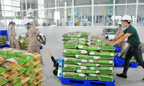 Vinaseed (HoSE: NSC): Lãi ròng giảm nhẹ trong quý II/2024, tổng nợ chạm mốc 1.000 tỷ đồng