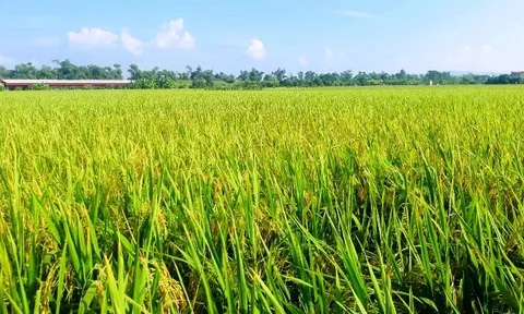 Cổ phiếu HDS của Giống cây trồng Hải Dương thoát diện cảnh báo từ 08/08