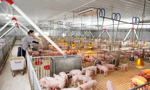 Giá thịt lợn tăng, doanh nghiệp chăn nuôi bứt tốc trong nửa đầu năm
