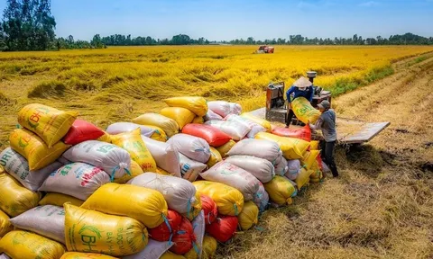 'Hạt ngọc' Việt Nam có giá đắt đỏ nhất thế giới