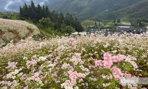 Hà Giang: Lễ hội hoa tam giác mạch, 10 năm khắc ghi dấu ấn