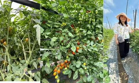 Học viện Nông nghiệp Việt Nam chọn tạo thành công 2 giống cà chua bi giàu dinh dưỡng có giá trị kinh tế cao