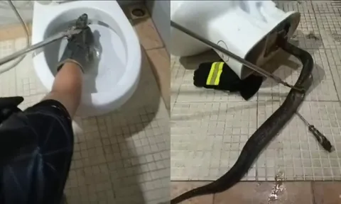 Chủ nhà hoảng hốt khi rắn lớn bất ngờ chui ra từ bồn cầu