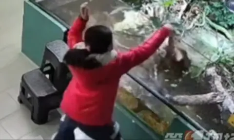 Clip: Bé gái 9 tuổi bất ngờ bị cá sấu cắn vào tay, trách nhiệm thuộc về ai?