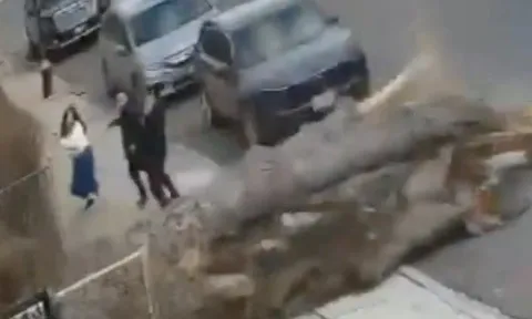 Clip: 3 người trong gia đình suýt bị cây cổ thụ "đè bẹp", thoát chết trong gang tấc