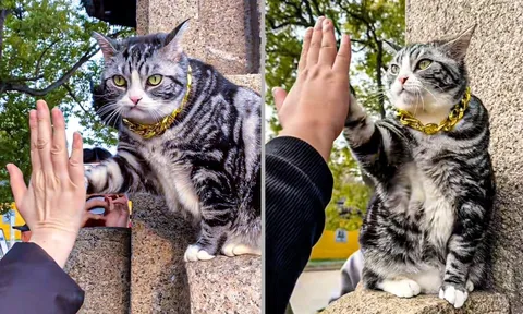 Chú mèo "high-five" gây sốt tại ngôi đền ở Trung Quốc: Vừa đáng yêu, vừa mang lại may mắn cho du khách