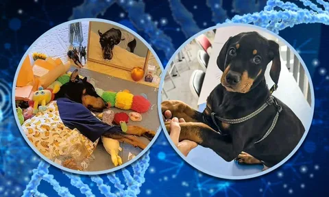 Kỳ lạ người phụ nữ Trung Quốc chi 22.000 USD để nhân bản chú chó đã khuất