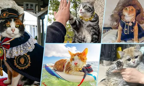 Những "ngôi sao" mèo nổi tiếng làm say đắm lòng người: Từ mèo "thời trang" đến mèo "high-five"