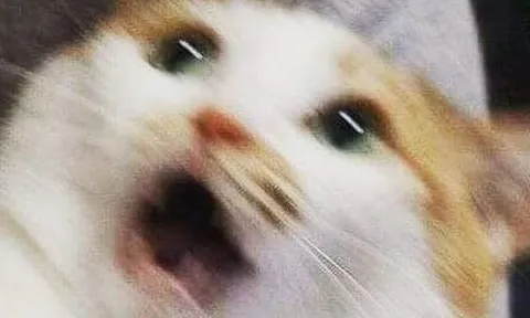 Người phụ nữ "đá" bạn ra khỏi nhà vì đẩy mèo cưng của cô xuống ghế, khiến nó hoảng sợ