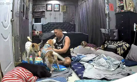 Clip: Cảm động cảnh người chủ bàng hoàng bật dậy, kịp thời cứu chữa chú chó cưng lên cơn động kinh giữa đêm