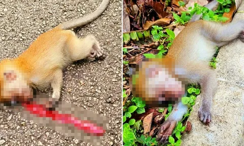 Giúp đỡ khỉ con bị ô tô tông, người đàn ông bị cả bầy khỉ tấn công