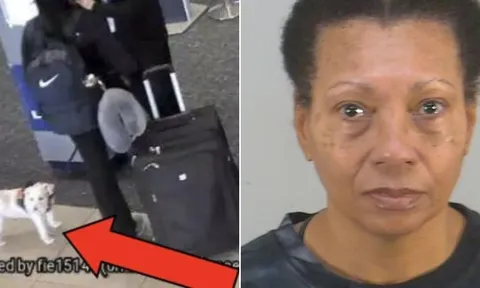 Mỹ: Không được mang chó lên máy bay, người phụ nữ nhẫn tâm dìm chết thú cưng của mình