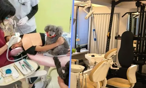 Muôn vàn sáng tạo của ngành nha khoa Nhật Bản: "Cung cấp" chó trị liệu, mở quán cafe và phòng gym để hút khách