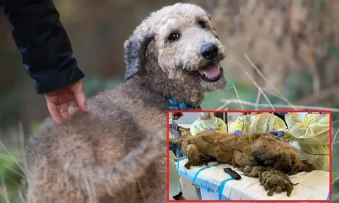 Hành trình kỳ diệu của chú chó Poodle: Từ bị bỏ rơi với lớp lông dày cộm đến khi trở thành người bạn 4 chân hạnh phúc