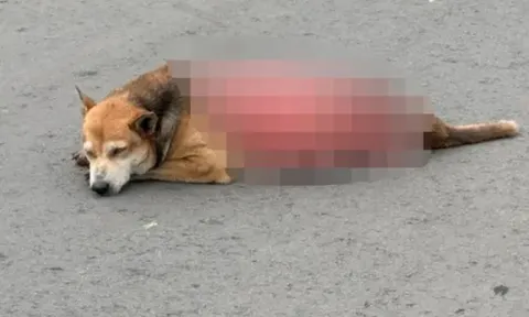 Bị lột da sống, chú chó hoang chết thảm khiến các tổ chức bảo vệ động vật nhanh chóng vào cuộc