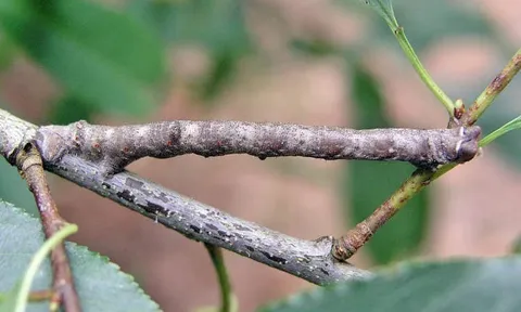 Clip: Cận cảnh "bậc thầy ngụy trang" sâu que, đánh lừa mọi ánh nhìn của kẻ thù