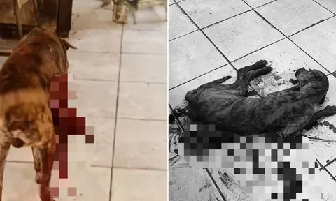 Liên tục trộm thịt, chú chó bị người bán hàng nhẫn tâm giết hại khiến cộng đồng mạng phẫn nộ