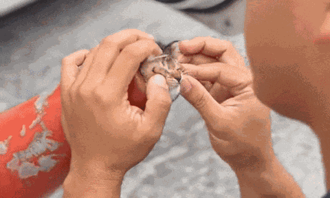 Clip: Mèo con nghịch ngợm mắc kẹt trong cọc tiêu giao thông, thái độ "bất mãn" khiến ai cũng bật cười