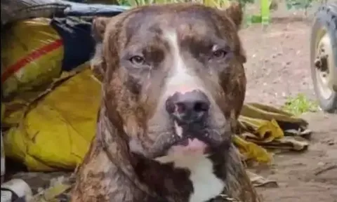 Clip: Chú chó Pitbull "tử chiến" với rắn hổ mang, hy sinh thân mình cứu chủ