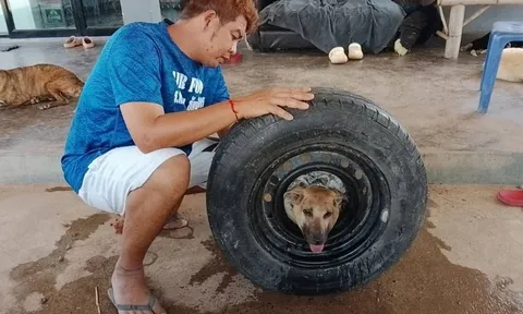 Chú chó "báo thủ" khiến chủ bất lực vì kẹt đầu vào bánh xe, phải chờ cứu hộ giải cứu