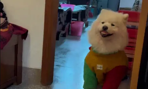 Clip: Cụ bà tìm răng giả suốt nửa ngày, ai ngờ “thủ phạm” là chú chó cưng "báo thủ"
