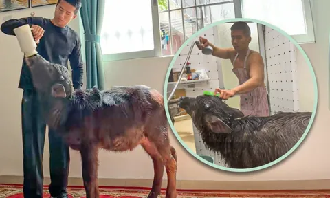 Nuôi "Ngưu Ma Vương" trong phòng trọ, cựu võ sĩ khiến dân mạng “dậy sóng”