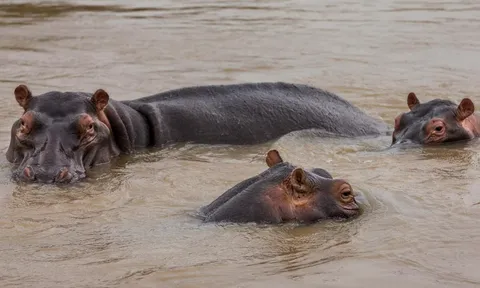 Hàng chục chú hà mã chết bất thường, nguyên nhân do đâu?