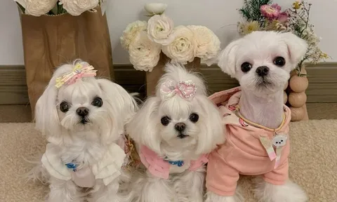 Dàn chó cưng sống "sang chảnh" hơn cả người: Mỗi ngày mặc một bộ đồ hiệu, có cả tủ đồ riêng