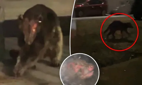 Sinh vật bí ẩn gây rúng động mạng xã hội: Quỷ hút máu dê chupacabra hay gấu hoang mắc bệnh?