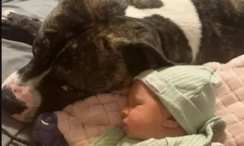 Em bé 7 tháng tuổi tử vong thương tâm dưới nanh vuốt của chú chó cưng từng ôm ấp mỗi ngày