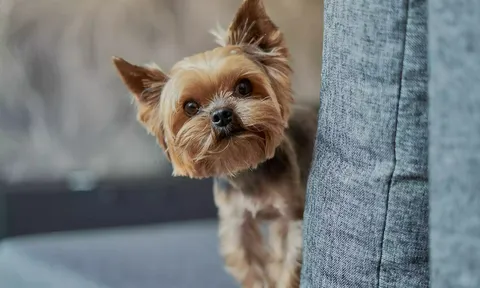 Cảm động câu chuyện chú chó thất lạc 5 năm, bất ngờ tái ngộ chủ cũ cách nhà hơn 480km