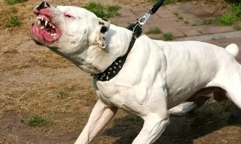 "Nó đã có thể giết cháu": Bé gái 9 tuổi bị chó pitbull cắn xé, suýt mất mạng ngay trước cửa nhà