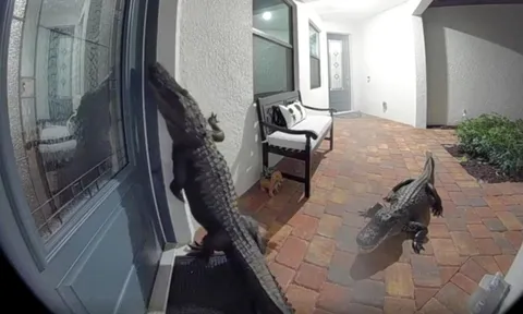 Cá sấu "gõ cửa", người dân Florida cảnh giác cao độ