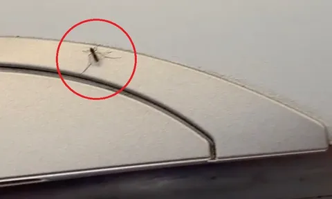 Đàn muỗi "xâm chiếm" máy bay: Hành khách ngứa ngáy, khó chịu, chỉ mong chuyến bay sớm kết thúc