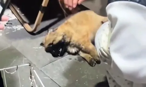 Clip: Nam thanh niên ném chó con xuống đất đến chết, nghe lí do khiến ai cũng căm phẫn