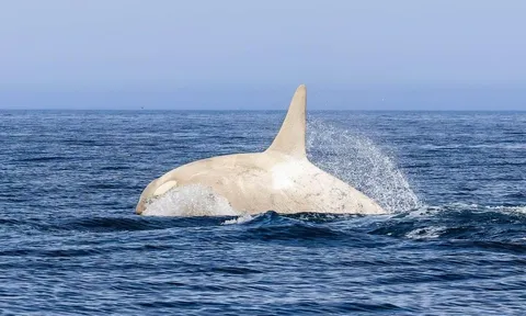 Chiêm ngưỡng vẻ đẹp của cá voi sát thủ bạch tạng hiếm có, tung mình giữa biển khơi Nhật Bản