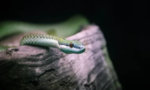 Rắn chết trong nồi được vớt ra rồi… phục vụ tiếp, hơn 100 học sinh nhập viện sau bữa trưa