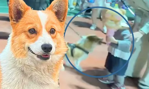 "Cảnh sát Corgi" bị phạt vì... ăn vụng xúc xích khi đang tuần tra: "Tội này quá đáng yêu để phạt"