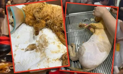 Rơi vào nồi lẩu, chú mèo không thể qua khỏi dù được chủ quán cứu chữa hết lòng